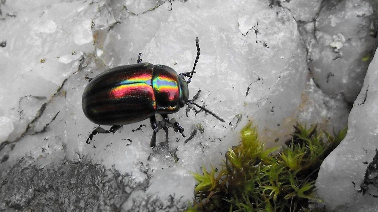 Chwilen amryliw’r Wyddfa