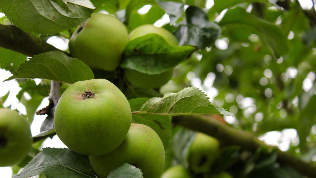 Close up of ripe, green apples on a fruit tree.