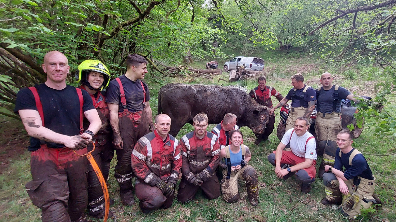 Bruce the bull with some of the rescue team following the rescue