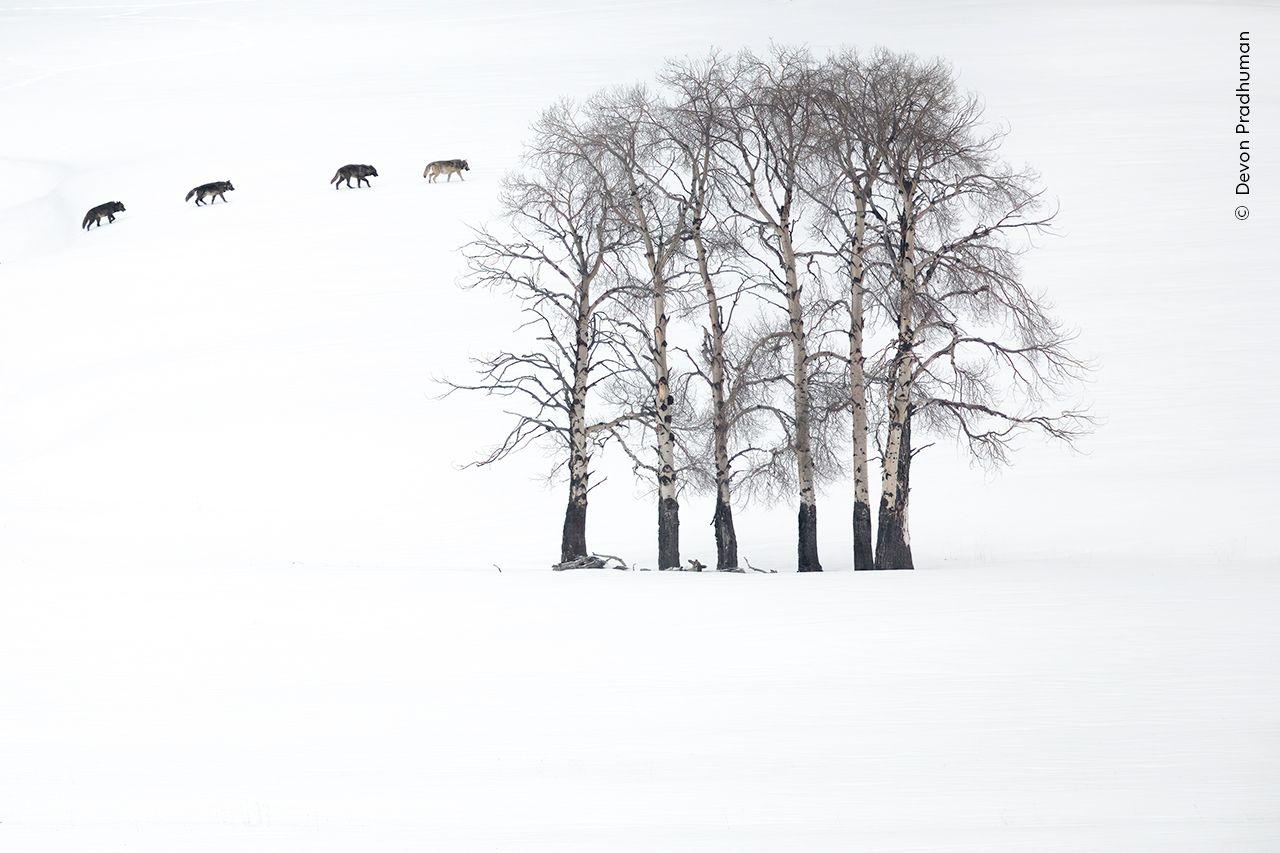 Four wolves in the snow with trees in front