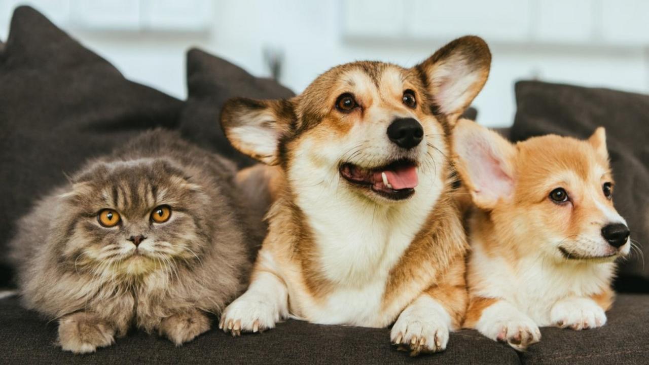 Cat and dogs