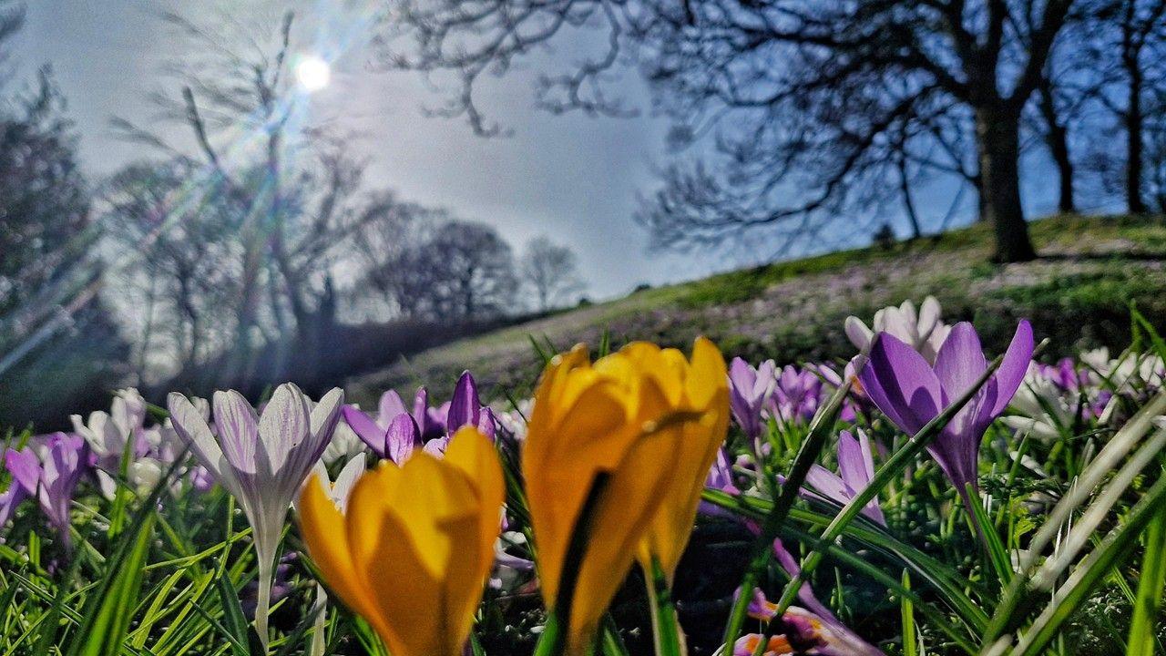 The sun shines through trees over a field with yellow and purple crocuses with blue sky behind