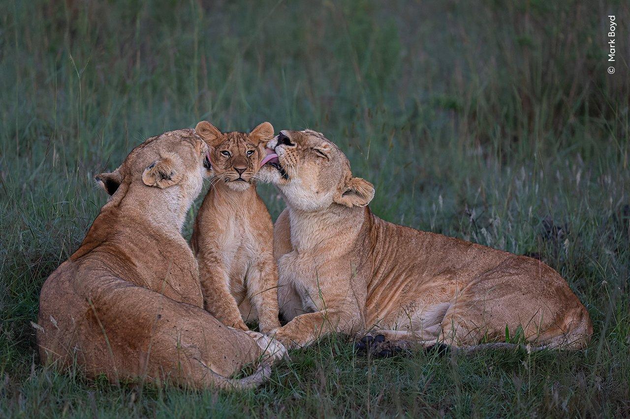 lionesses-and-a-lion-cub.