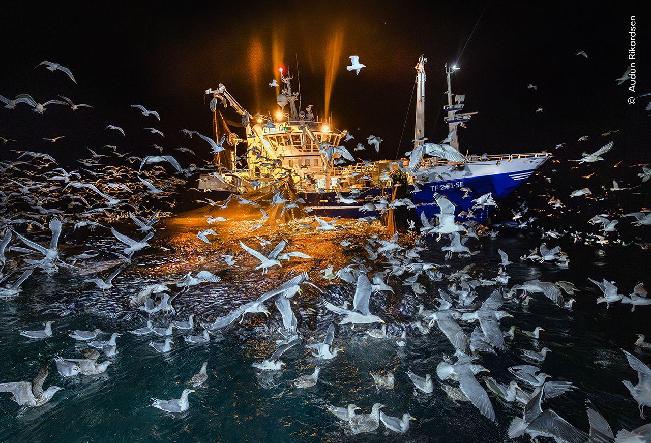 Feeding time around an Atlantic fishing vessel at night time.