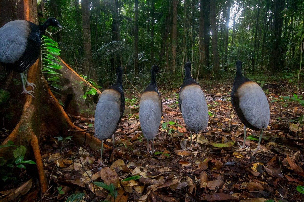 a-group-of grey-winged-trumpeters-watching-a-boa.