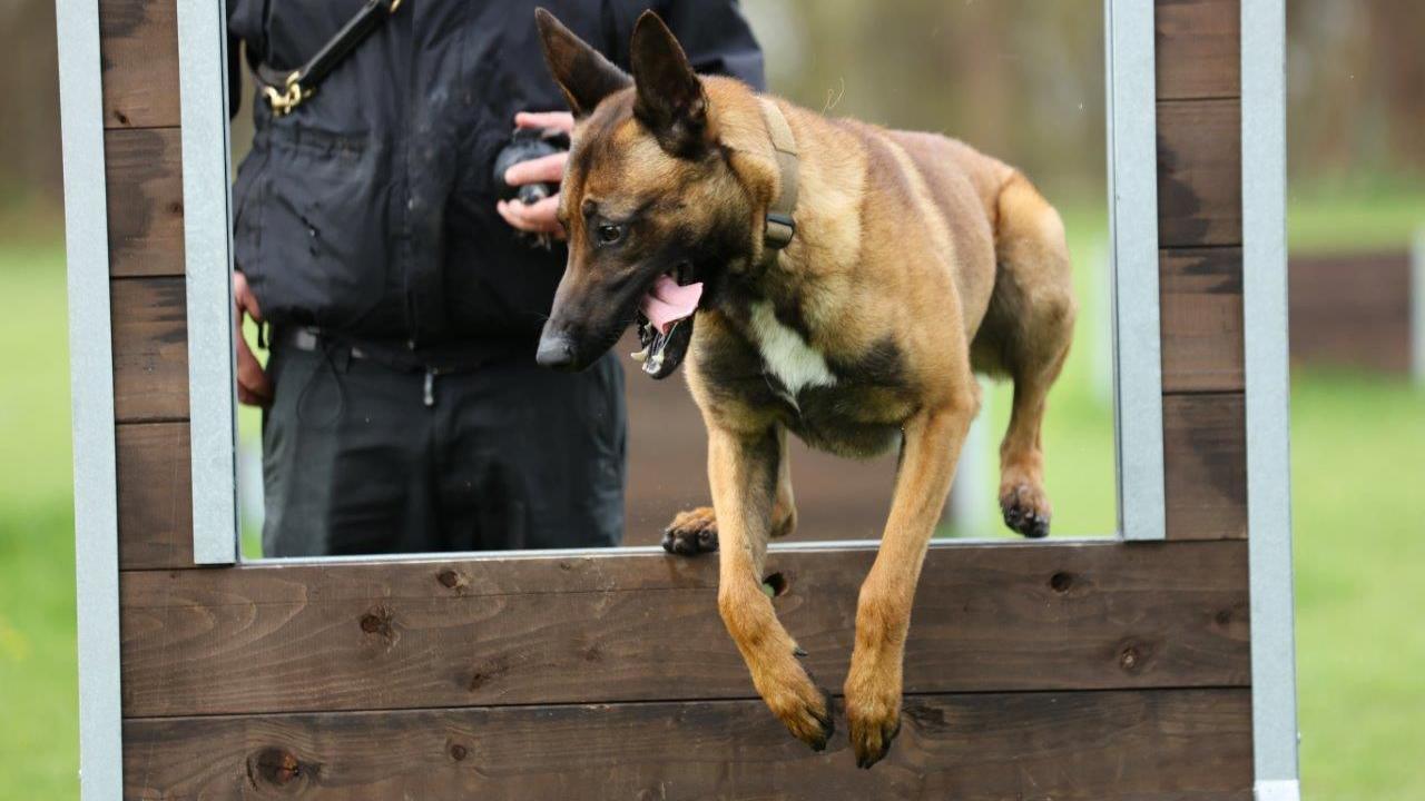Russo jumps over a wooden jump