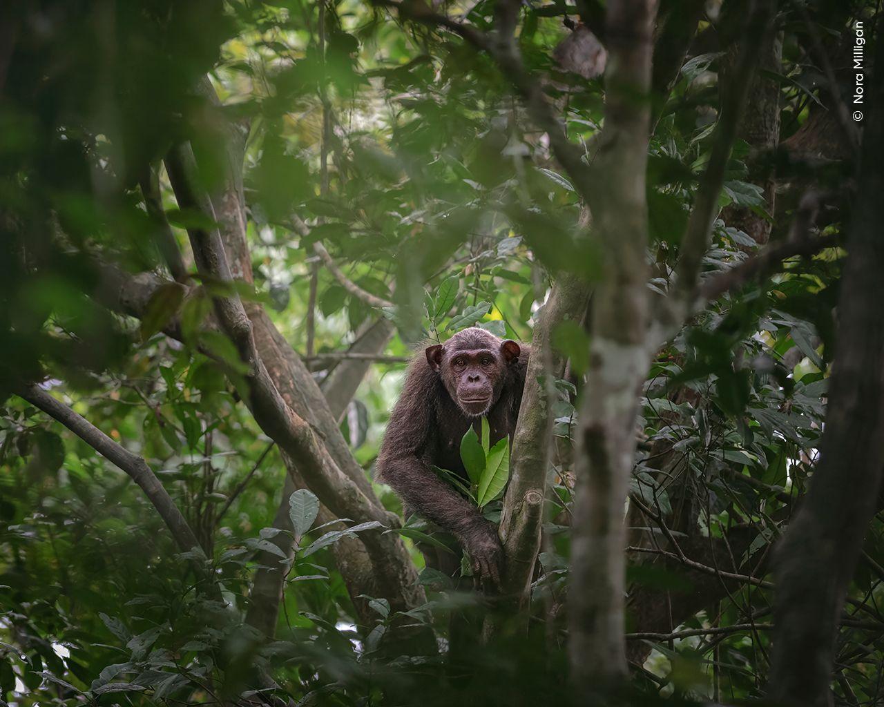 A chimpanzee seen through the trees