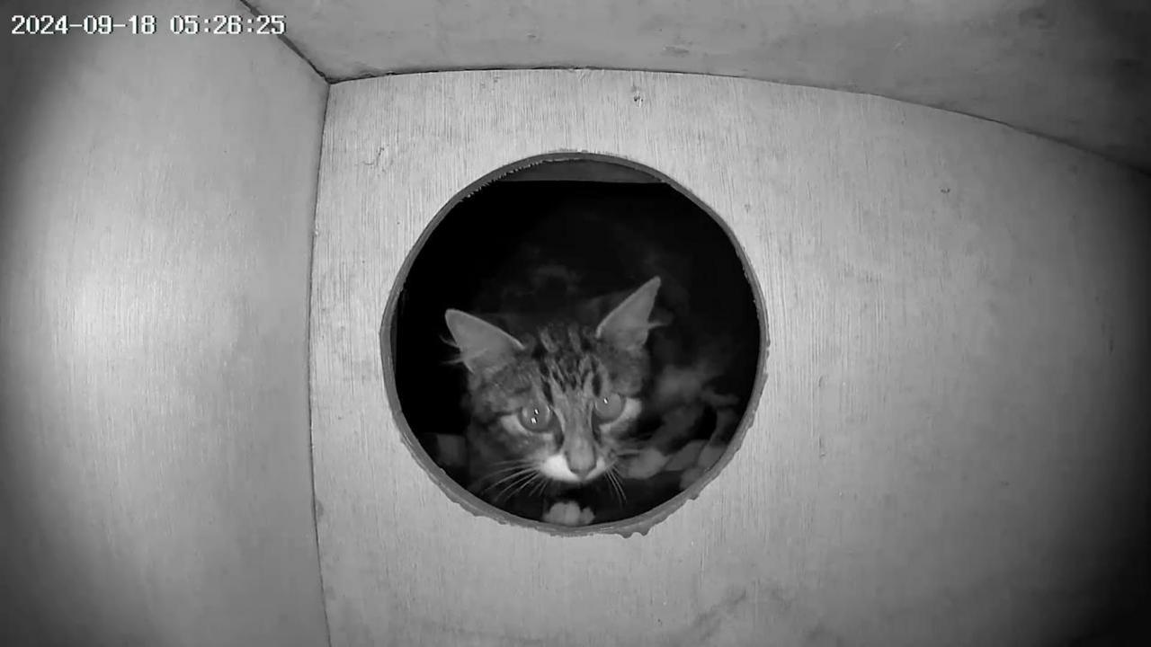 Camera footage of the inside of an owl box. There is a circular hole in the box and a cat is entering the hole.