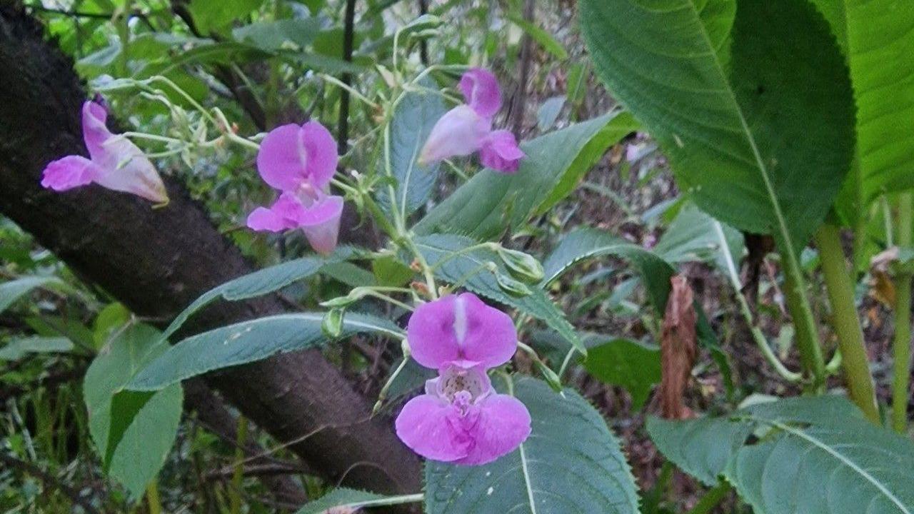 Himalayan balsam, a weed with pink-purple flowers and large green leaves.