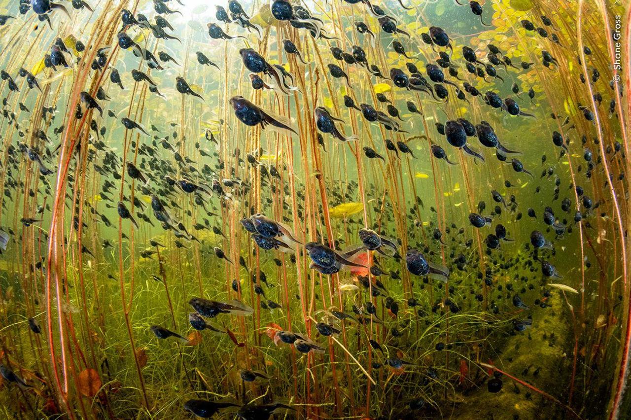 tadpoles swimming under lilypads.