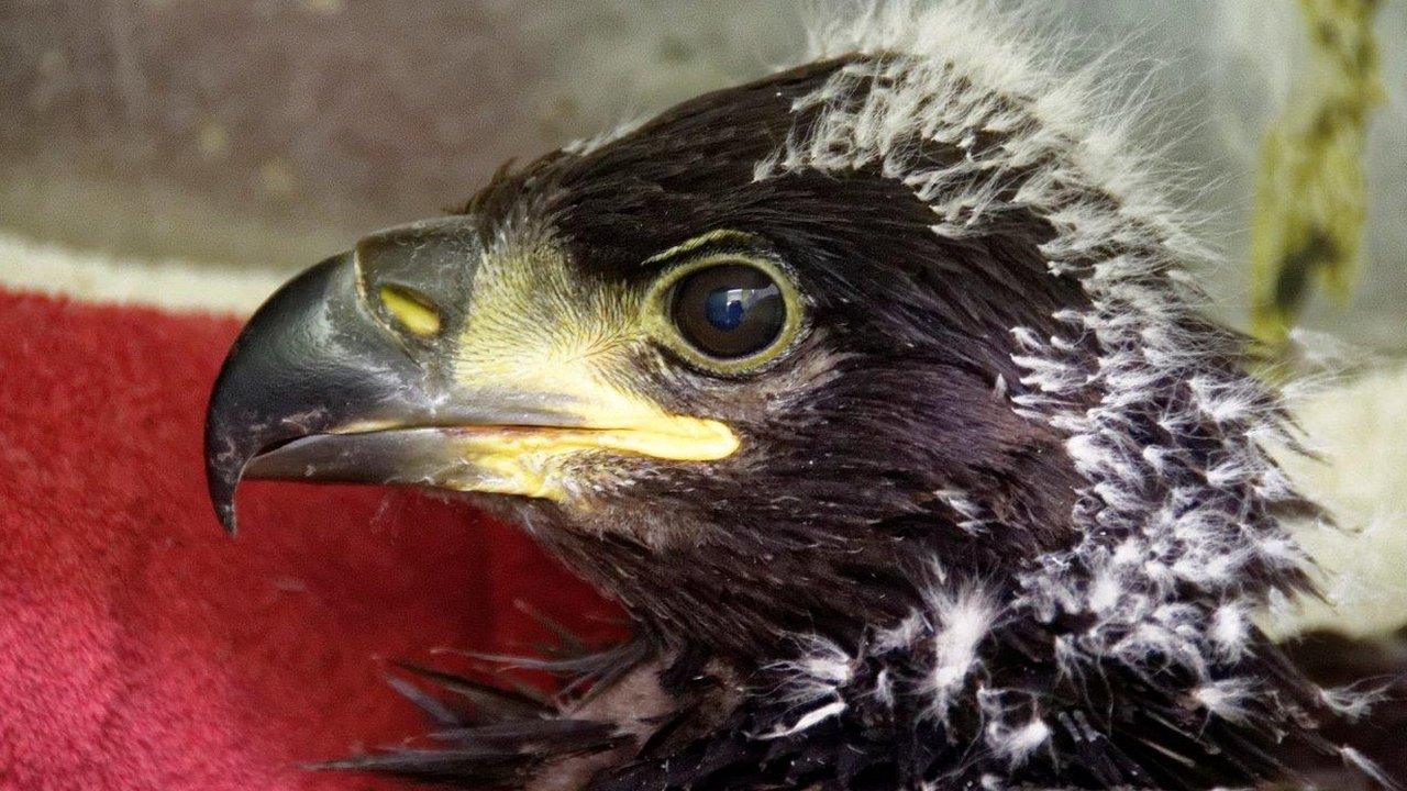 White tailed sea eagle chick