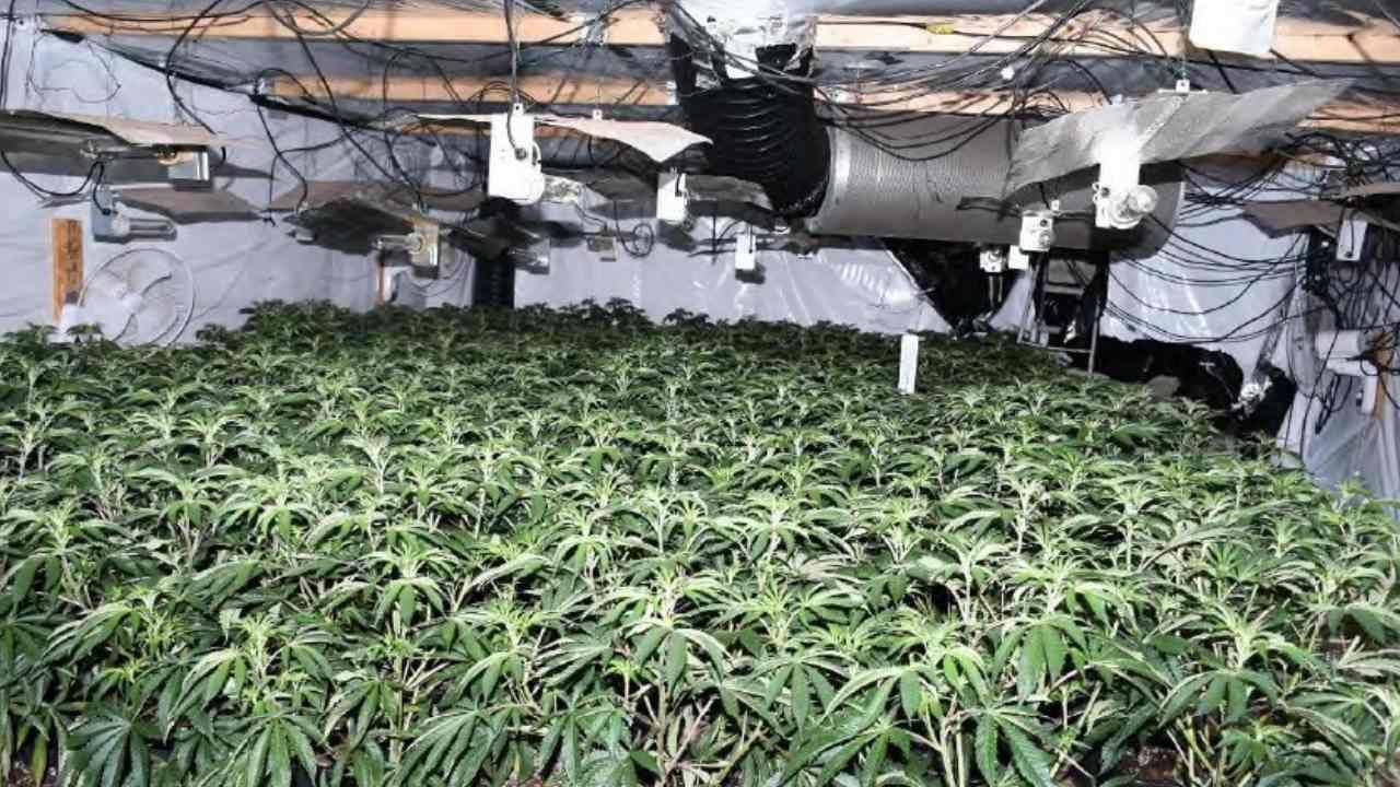 Hundreds of cannabis plants with electrical equipment above