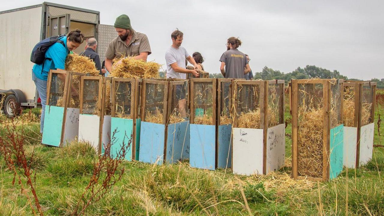 7 volunteers place straw in a series of cages for water voles in a field / wetland area in Northamptonshire