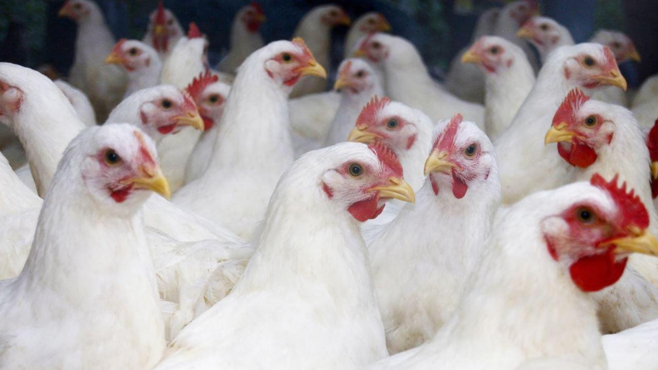 Flock of large white broiler chickens approximately 10 weeks old looking around. They have red bits around their faces and yellow beaks.