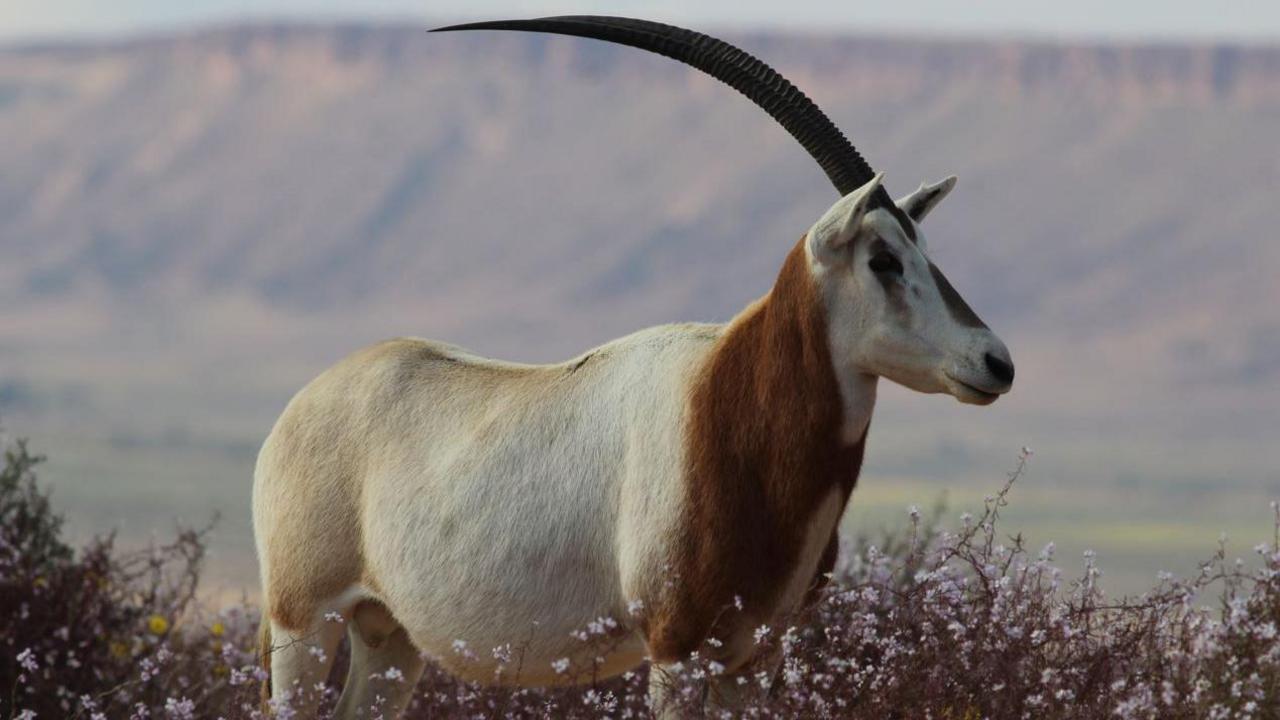 One oryx in the wild. There are flowers in front of it and mountains at the background.