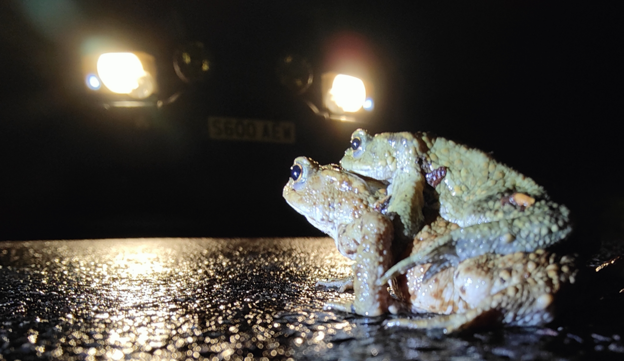 A close-up of a pair of toads, one on top of the other, at night on a tarmacked road and lit up in car headlights