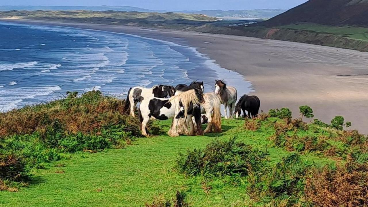 Black and white horses grazing on a cliff edge with a beach behind them and a mountain edge.
