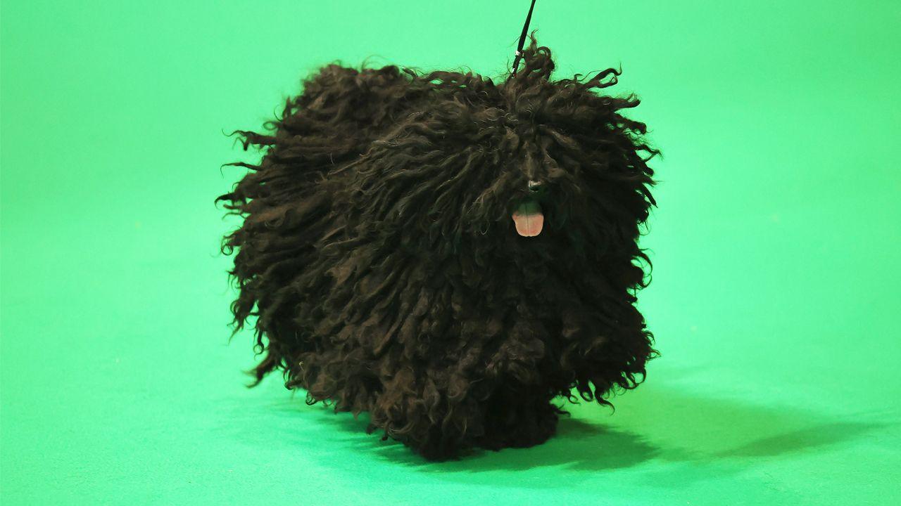 a curly Hungarian Puli