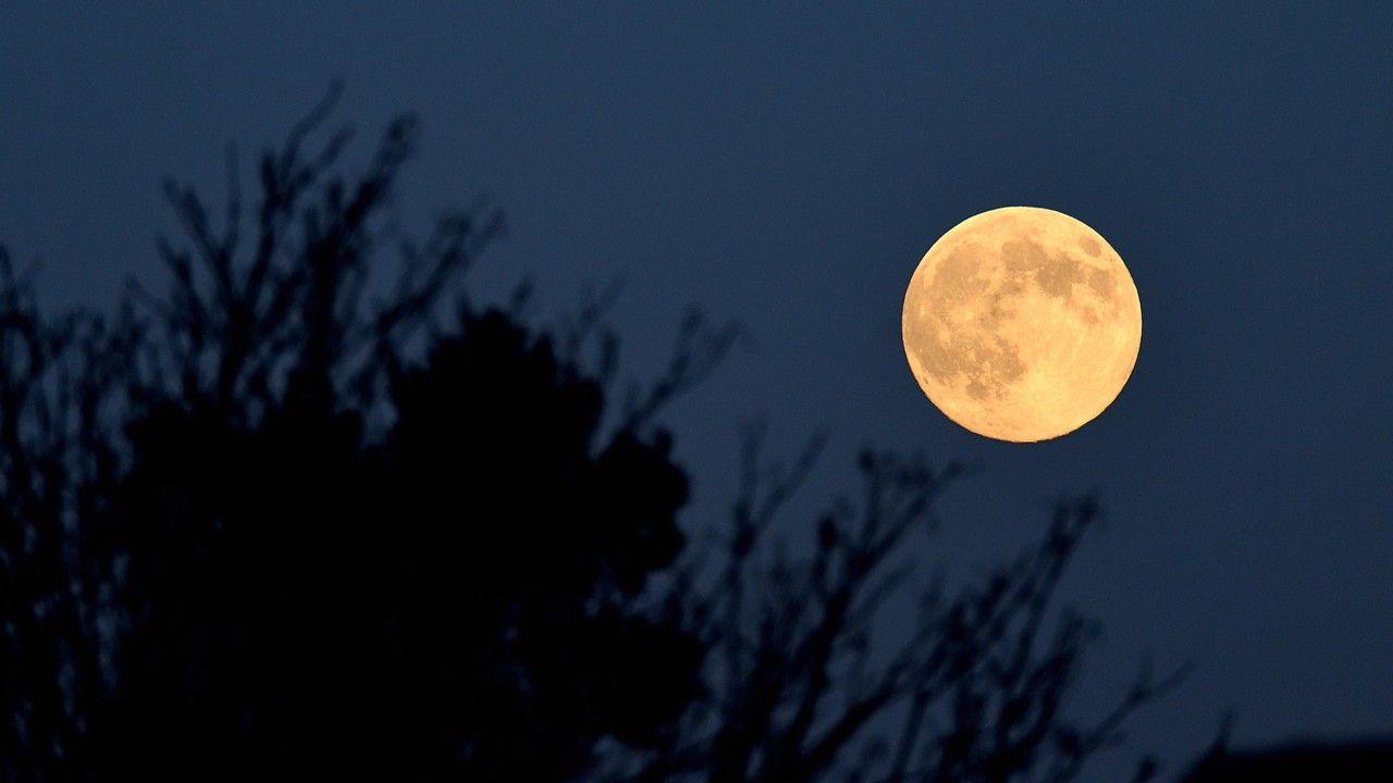 A full Moon with a orange tinge above a tree