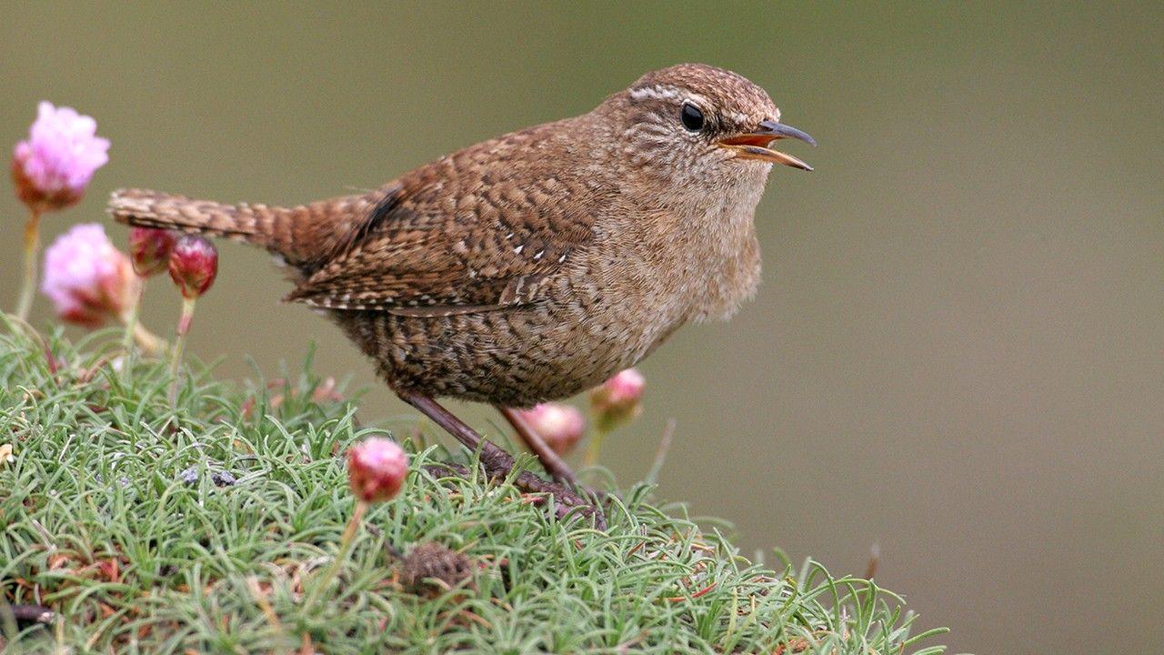 A wren with it's beak open sitting among small pink flowers in the grass