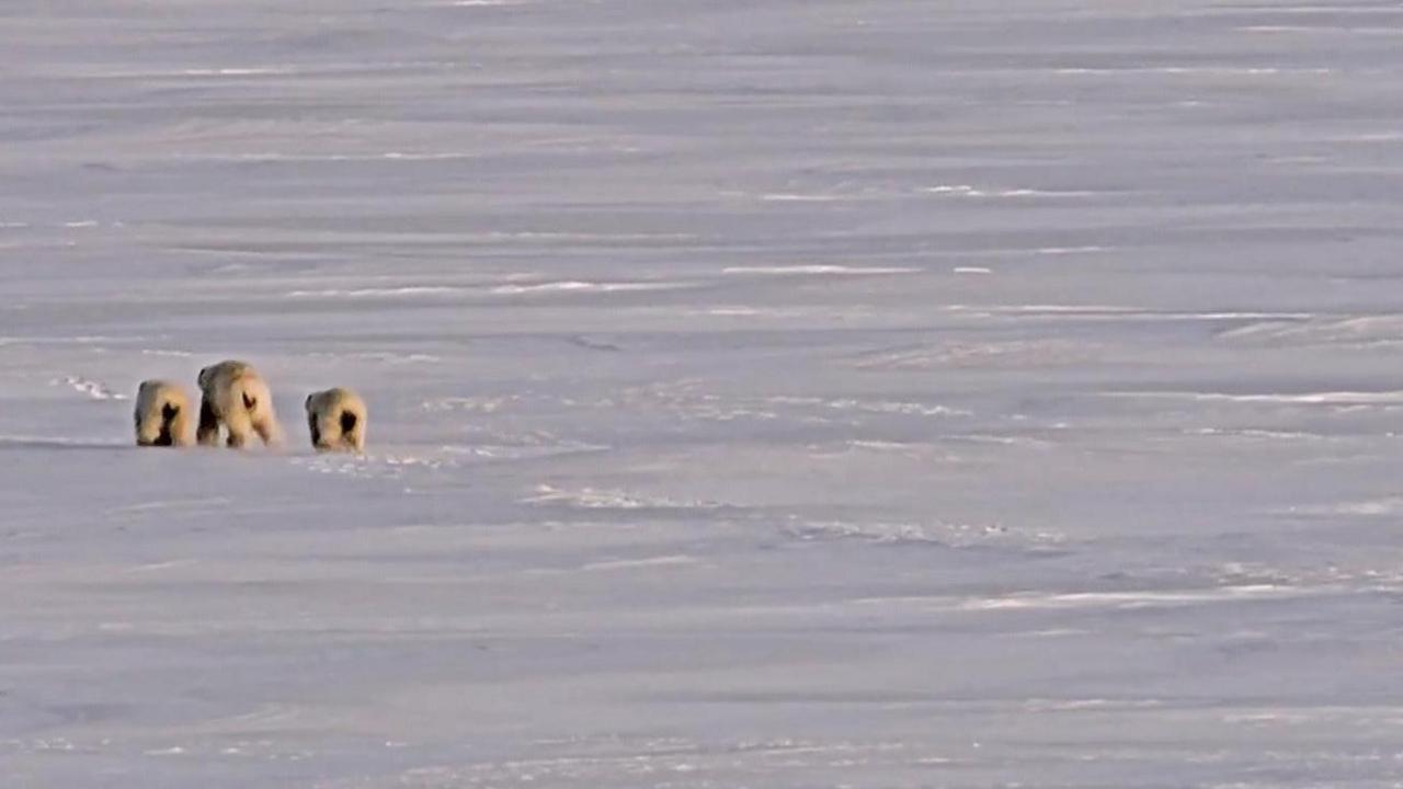 three polar bears in the left hand side of the picture walking away from the camera through the snow