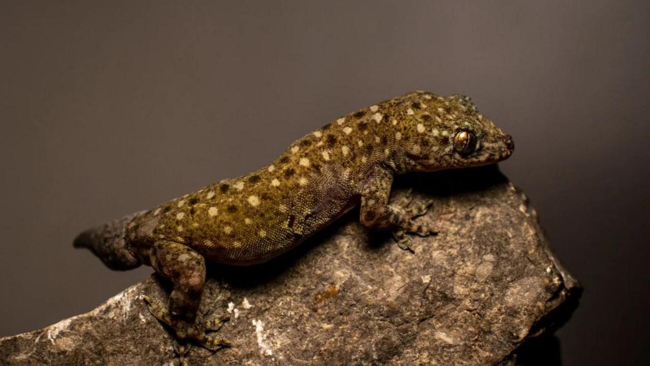 A new species of gecko