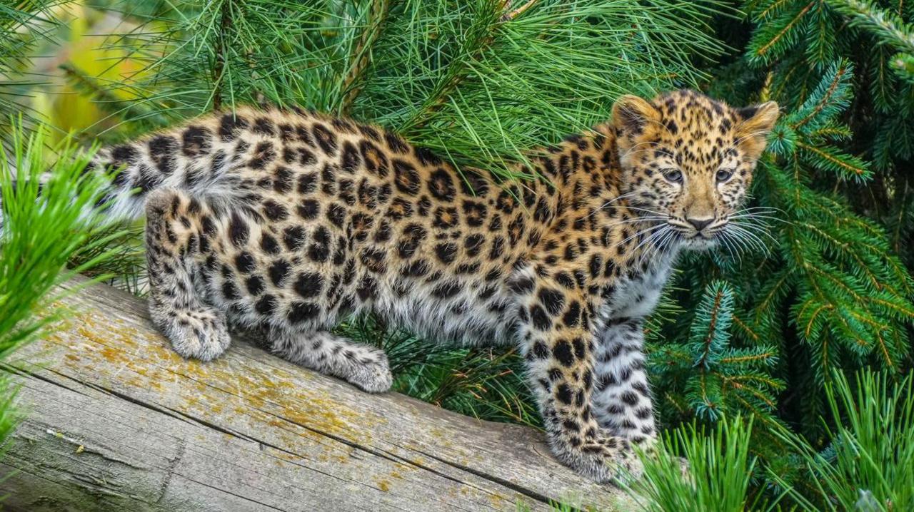 A young leopard cub, with its back legs bent and front legs straight, and its body fairly stretched out on a wooden log. It is looking to the side, towards the camera. It is orangey-brown with black spots all over.