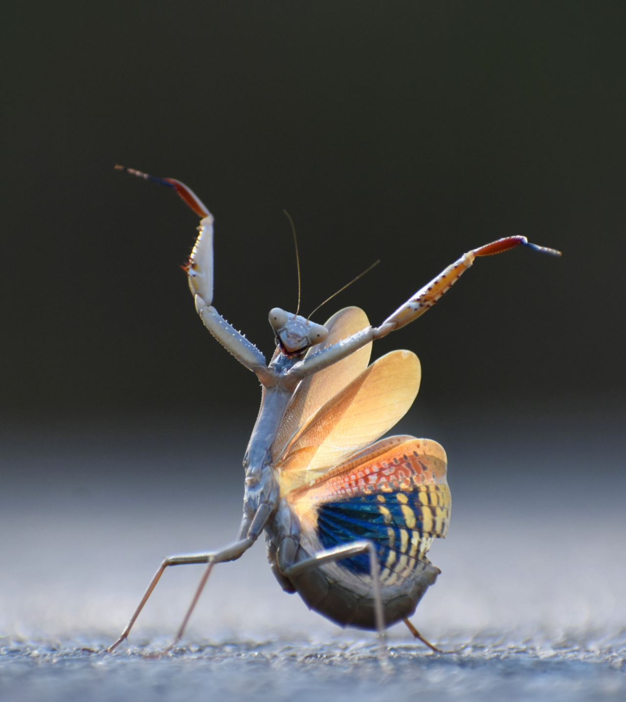 Flemish Mantis with its arms in the air 