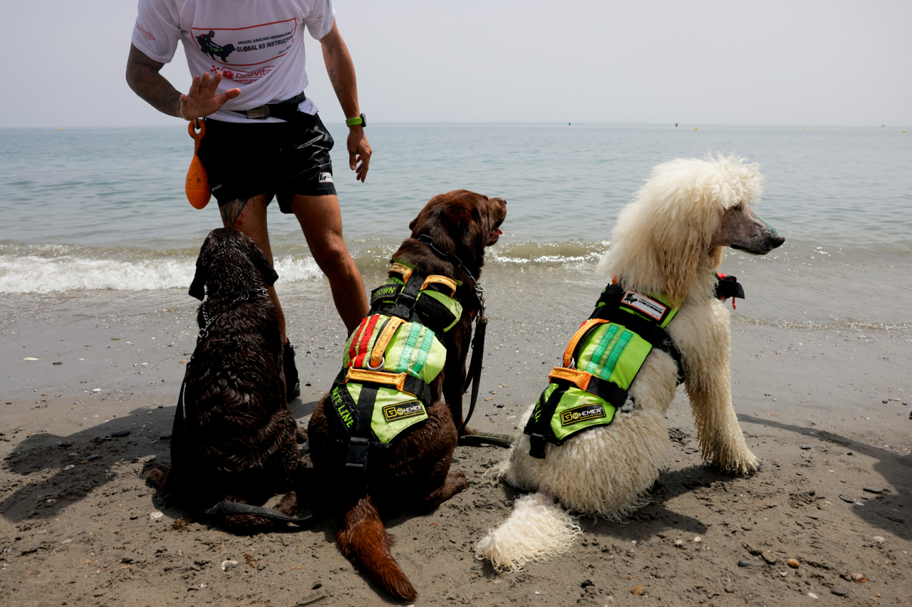 Nilo and two dogs sitting on the beach by the sea