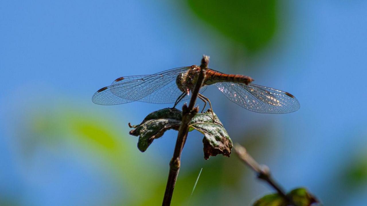 An insect with long, veined wings, stands on a twig with two leaves on it.