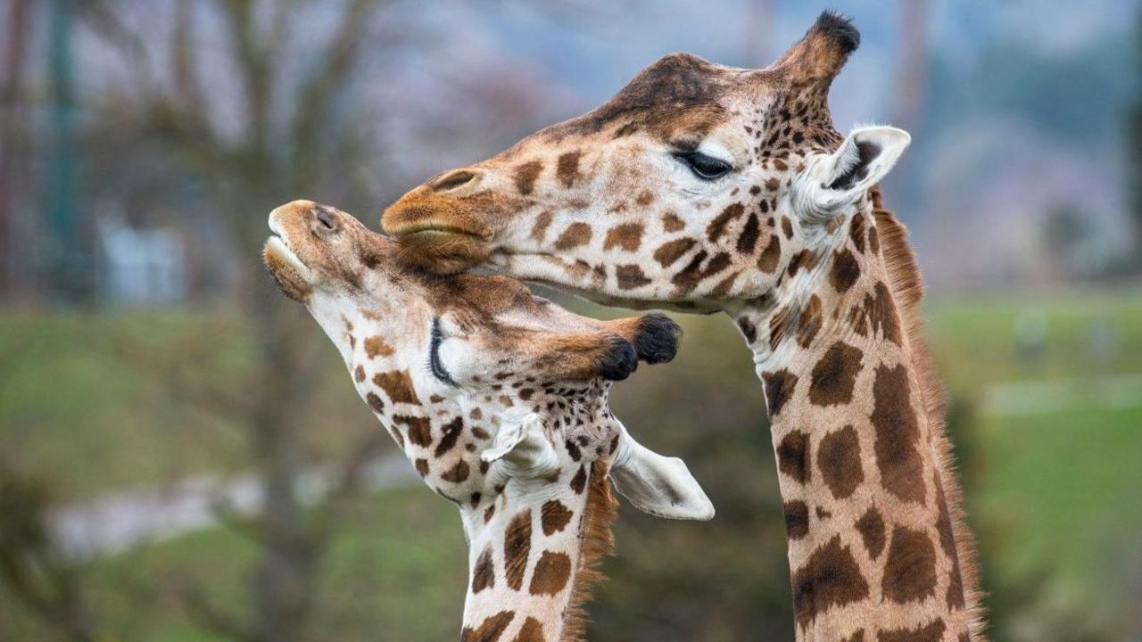 Giraffes Arusha and Strider are touching. Their heads are visible, but very little of the rest of their bodies are in the image. A tree, grass and a walkway are blurred in the background.