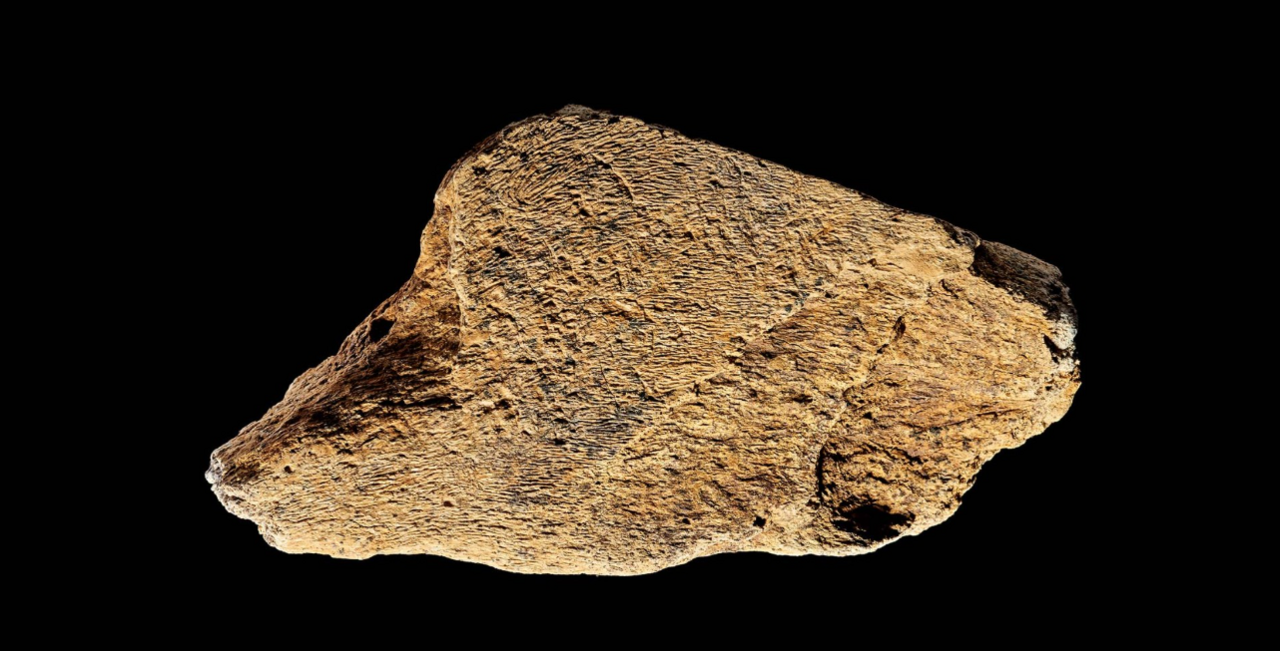 Fragment of elephant bone believed to be a ancient tool 