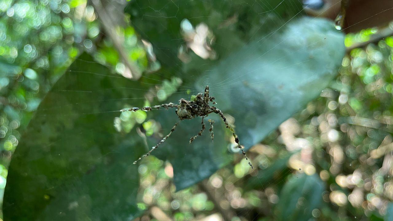 A spider's web with a mound of silk in the middle that looks like a large spider