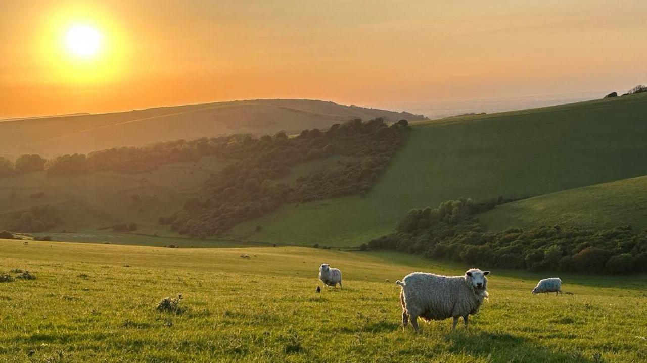 Sheep on a hill with the sun in the background 