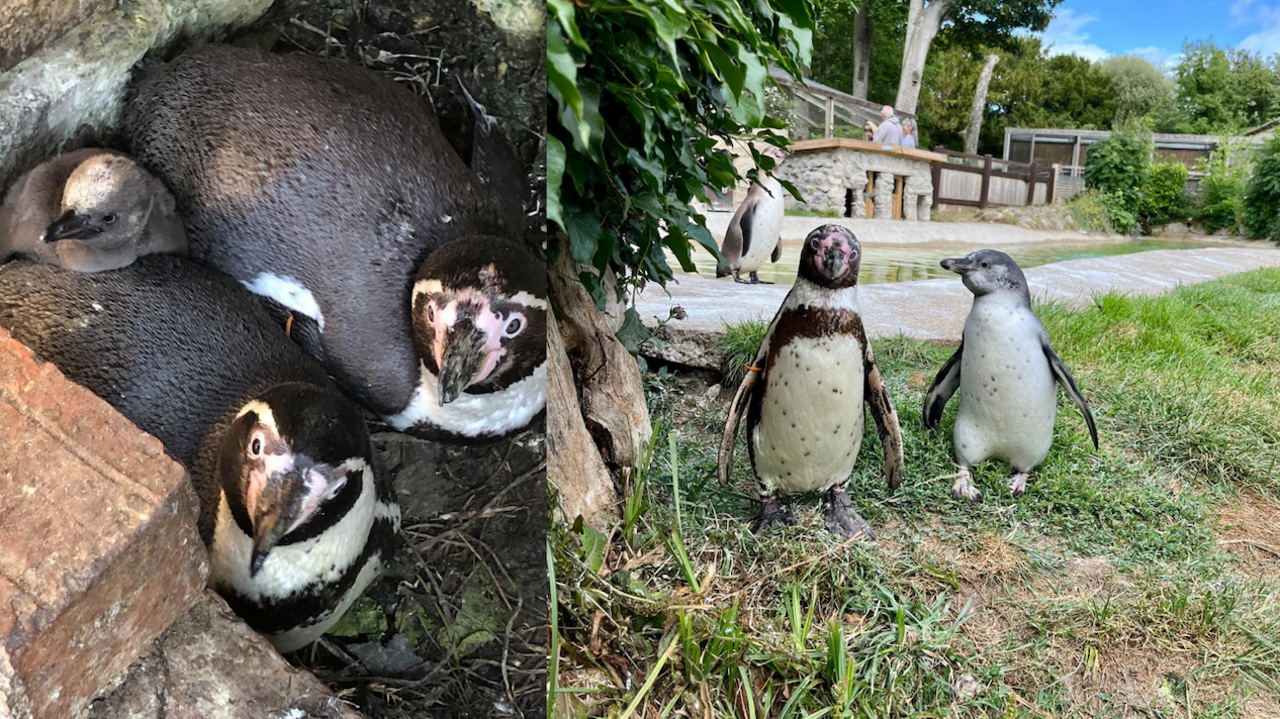 Composite image of the penguin family on the left and the parents in the enclosure on the right