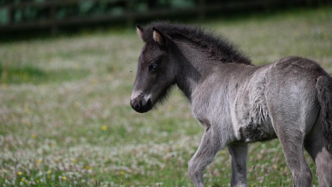A close up of a grey Icelandic foal, with a black mane and light brown inner ears. It has blue eyes. It is standing in a green field with white and yellow flowers.