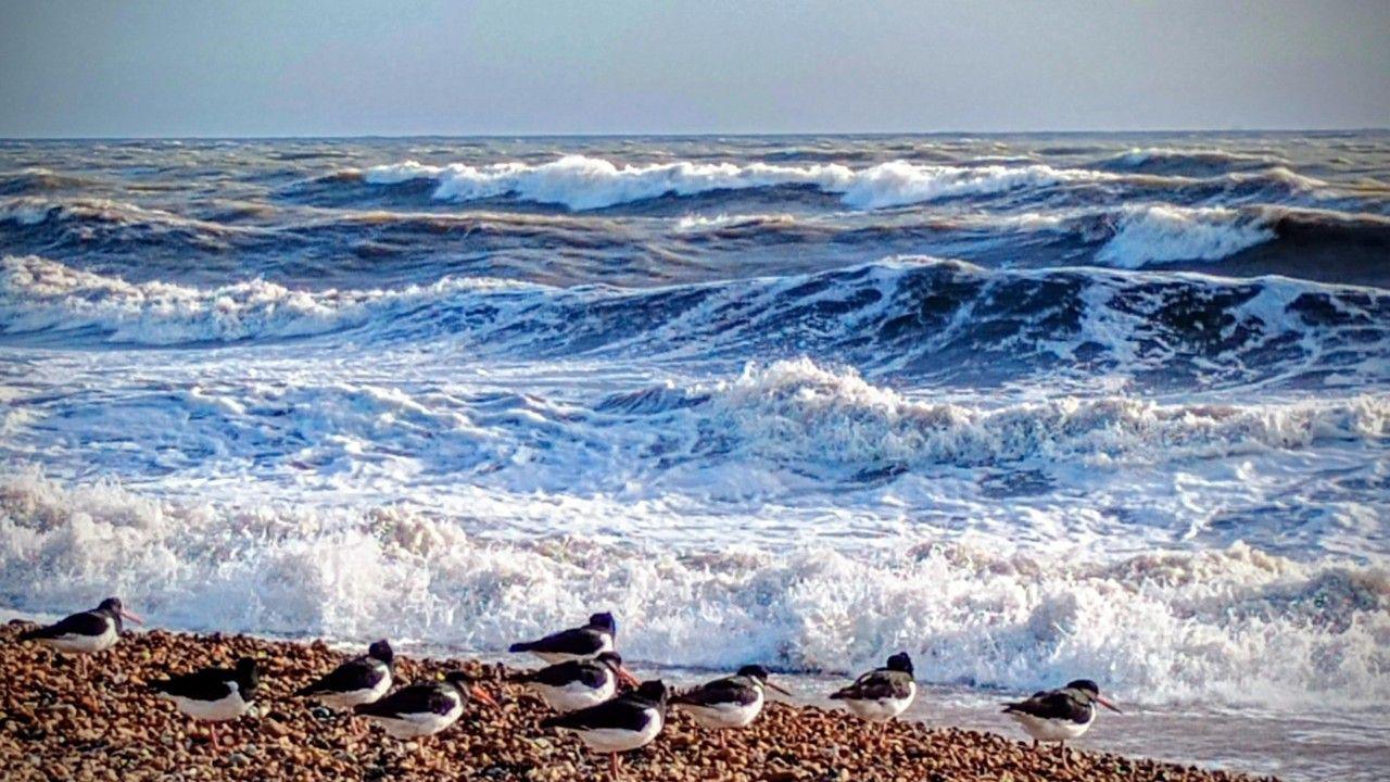 Ten black and white birds sit in the sunshine on a stony beach in front of crashing waves