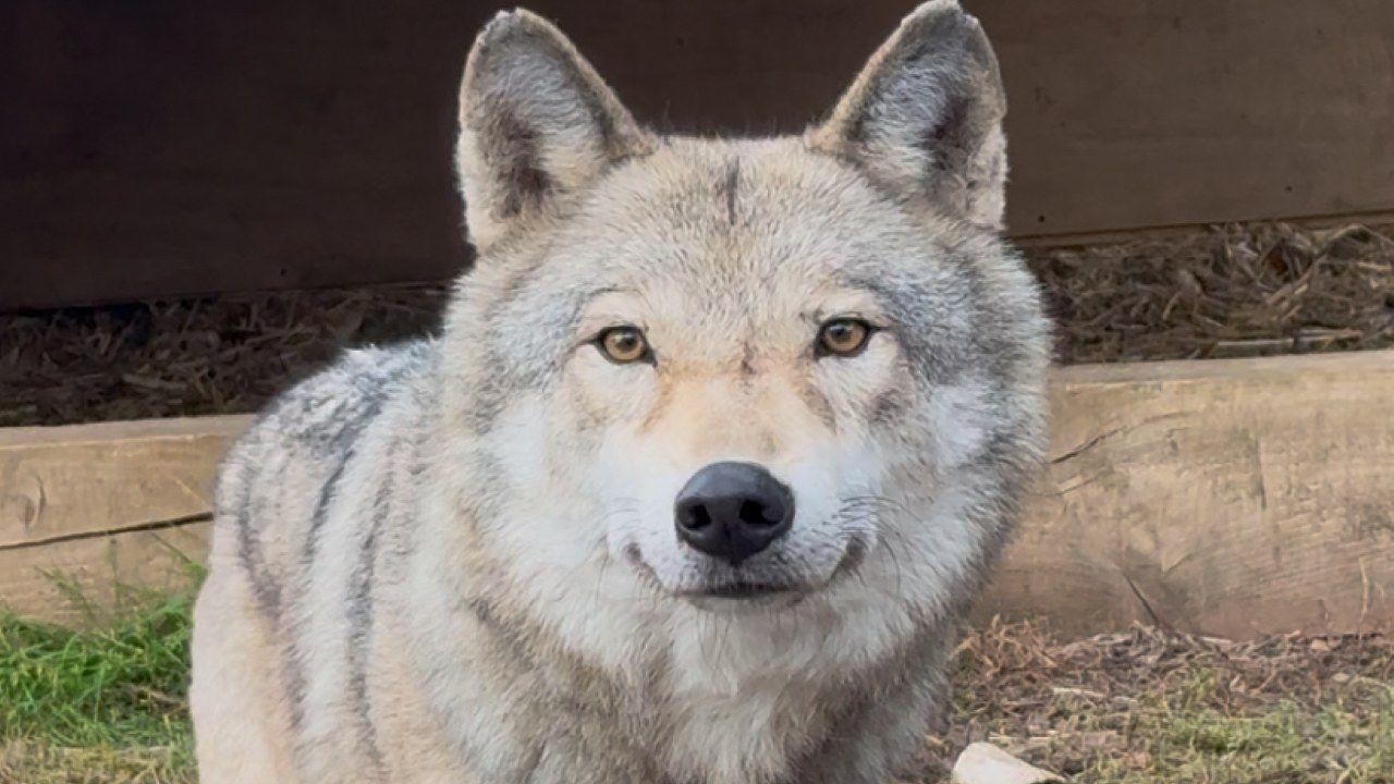 A wolfdog looks at the camera. The animal is sitting outside with grass visible