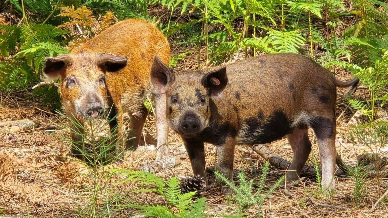 Two brown Mangalitza pigs standing amongst the bracken