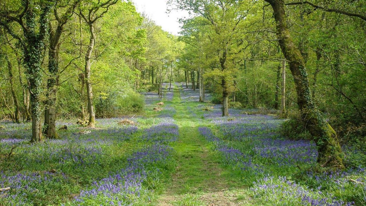 There are trees on the left and right of the photo, with a gap between them down the middle of the photo.