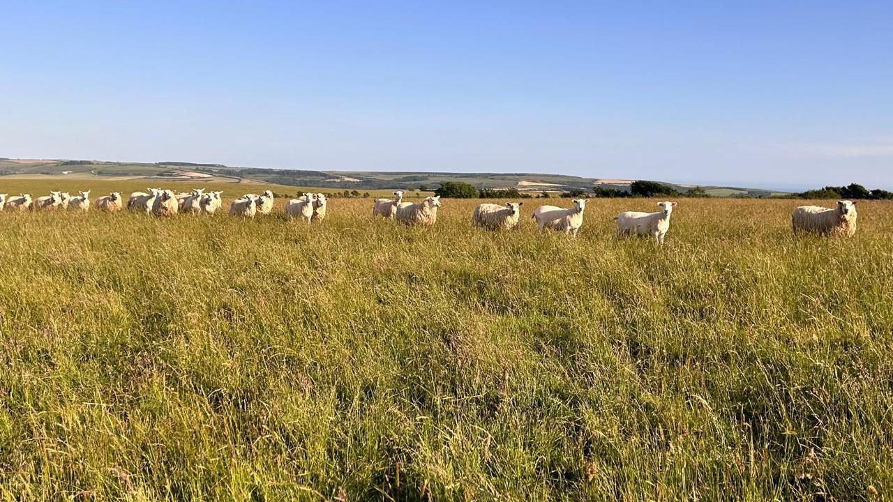 A line of sheep in a field of long grass