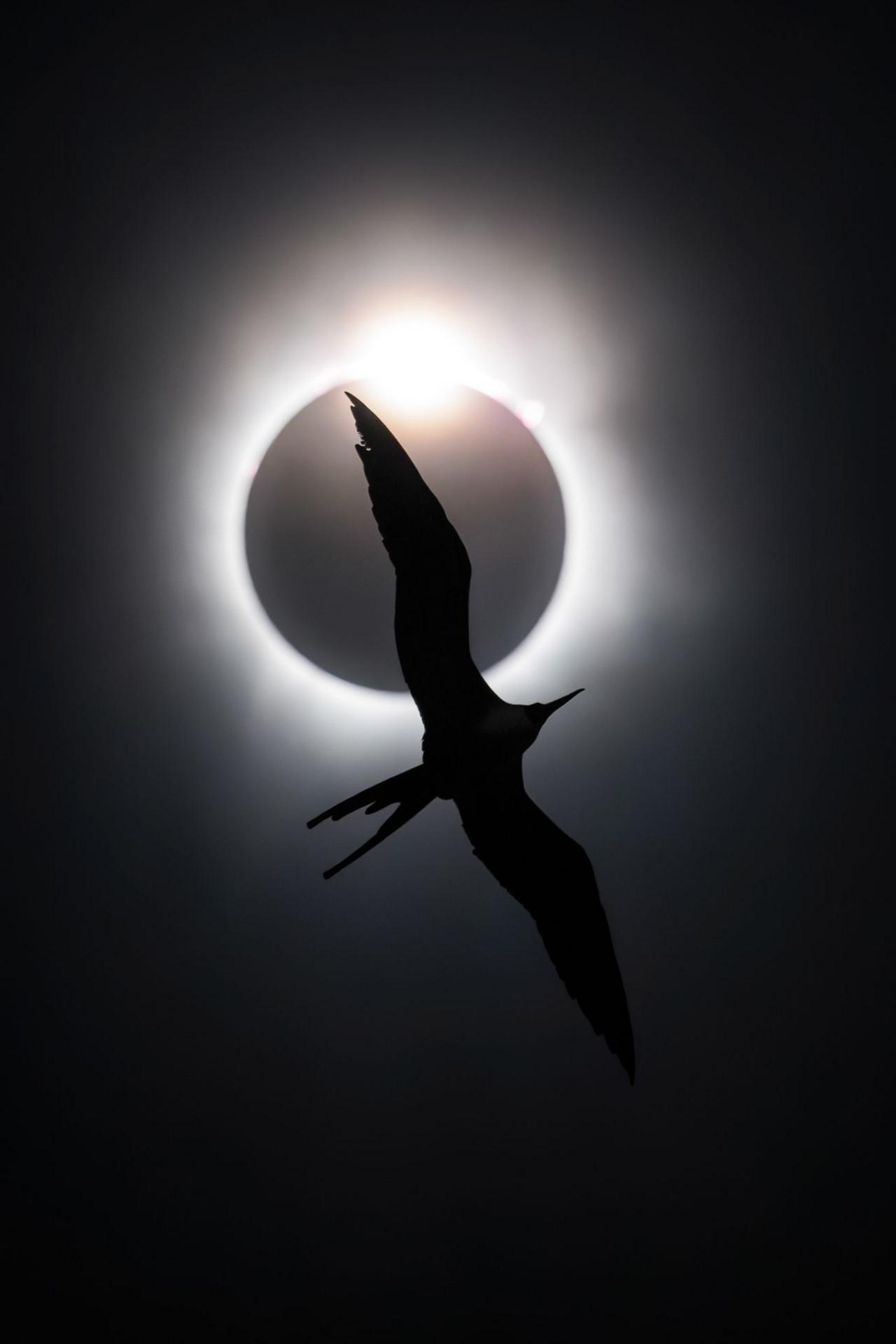 A silhouette of a bird in front of a total eclipse