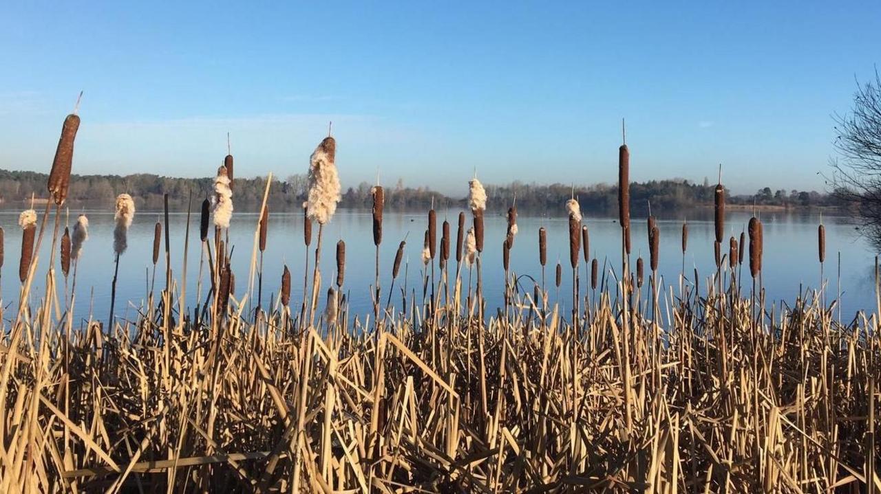 Hilfield Park Reservoir, showing water, reeds, a blue sky and trees in the distance. 