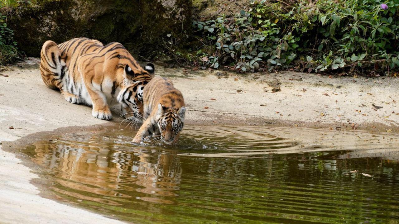 An Amur tiger gently uses her head to nudge her cub into a pond, which is surrounded by sand and greenery. The tiger cub looks a little nervous venturing into the water.