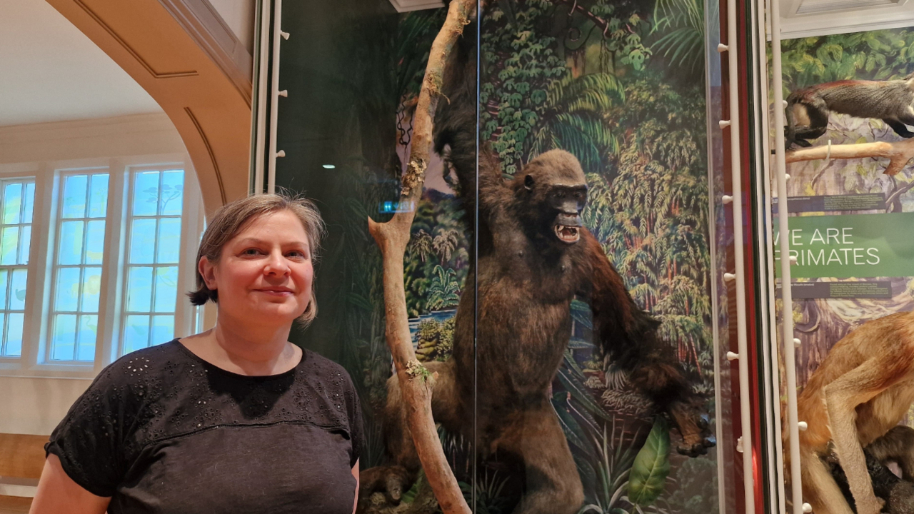 A woman standing in front of a glass museum display window behind which there is a stuffed brown gorilla grasping a tree branch