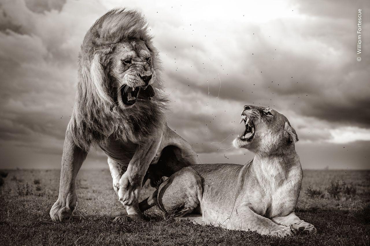 Lion and lioness. 