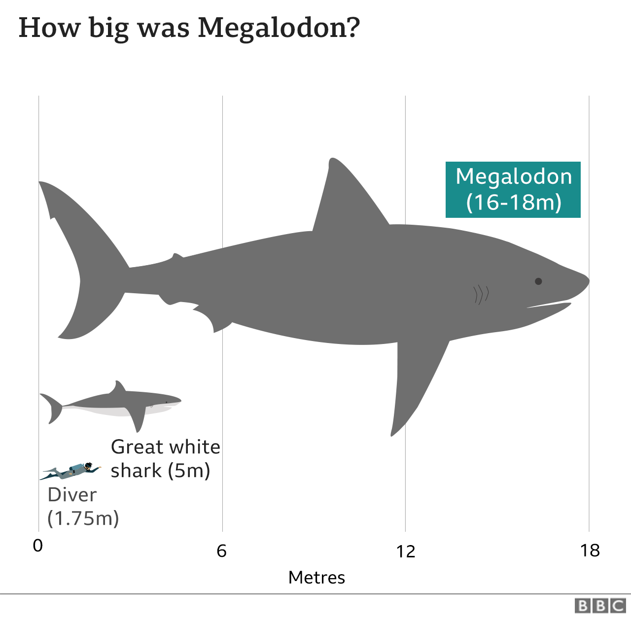 Graphic comparing the length of a megalodon (16-18m) to a great white shark (5m) and a human diver (1.75m)