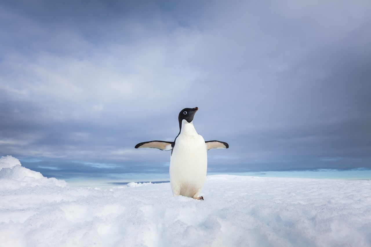 Penguin on an iceberg