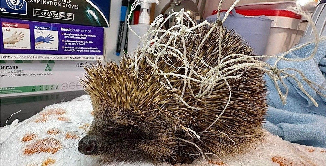 A hedgehog sits on a white blanket. It is tangled up in a football net.