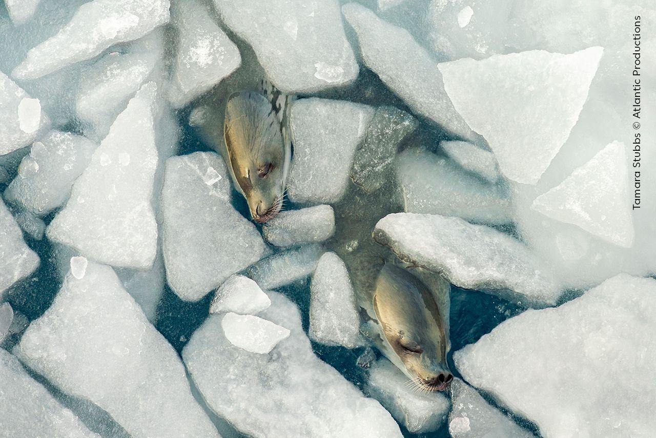 Crabeater seals in water with ice. 